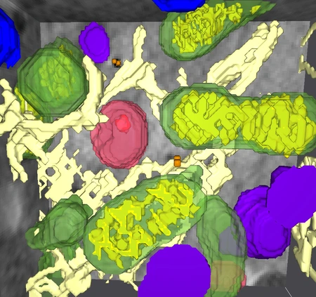 3D architecture of the cell © Burcu Kepsutlu/HZB