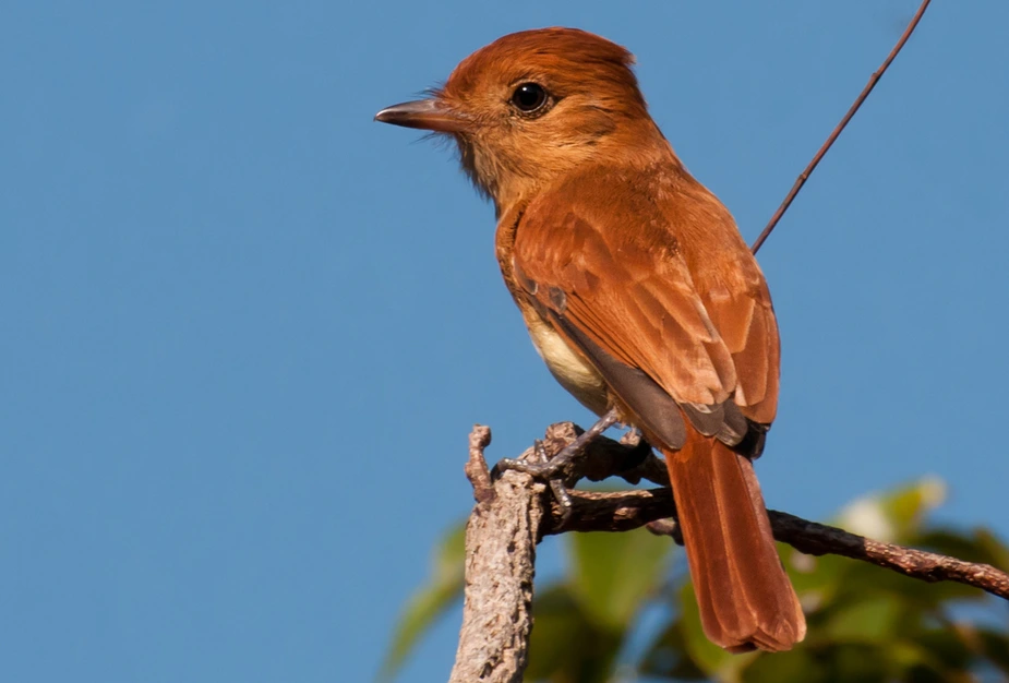 Waldvogel Casiornis rufus im Gran Chaco. Foto: Dr. Leandro Macchi