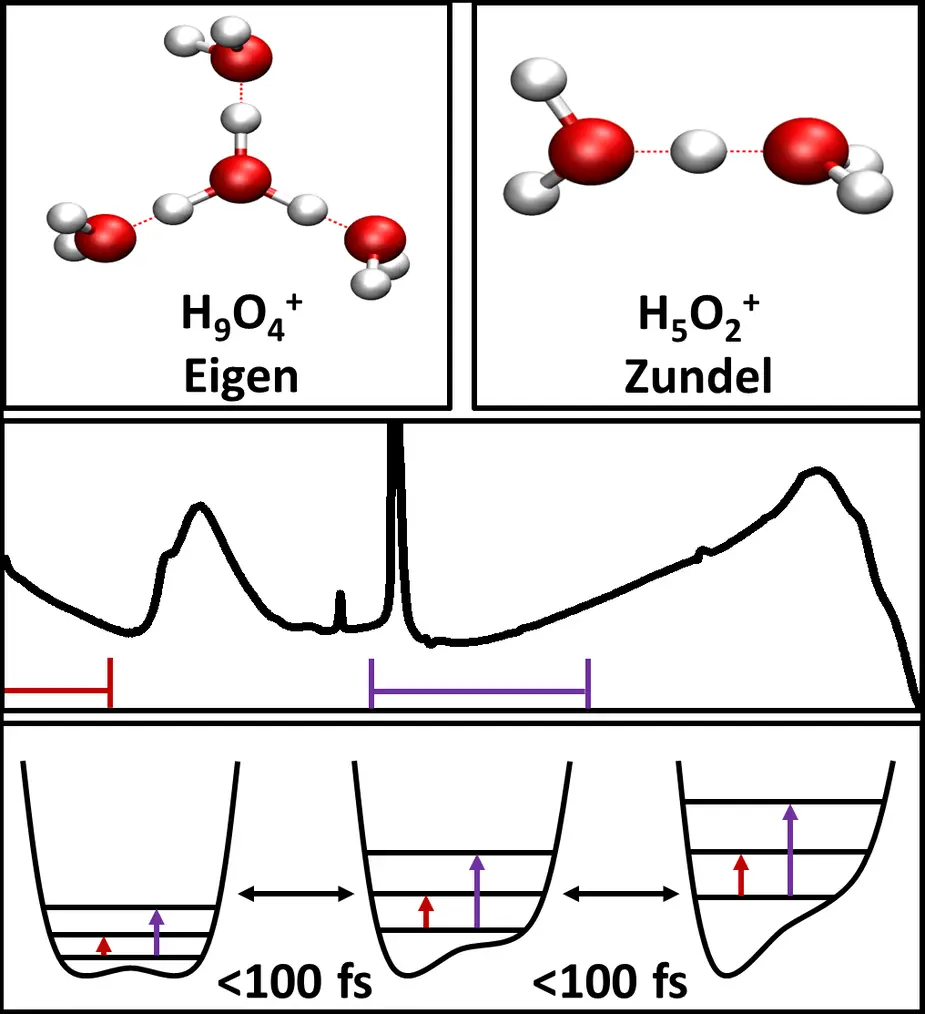 Fig. 1: The mid-infrared spectrum of the Zundel cation shows the marked contributions of OH stretching and bending vibrations, and the significant broadband Zundel continuum