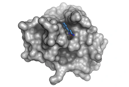 3D-Modell eines Proteins