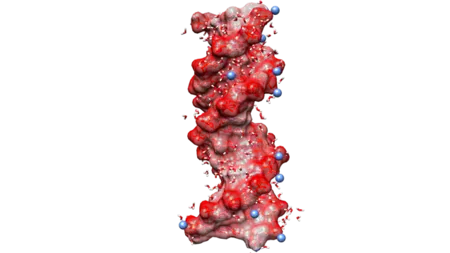 DNA-Helix Schematische Struktur einer DNA-Helix und Verteilung von Wassermolekülen. Bild: MBI