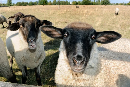 Früher Flugfeld, heute Naturschutzgebiet, nicht nur mit Schafen. Bild: © Adlershof Journal