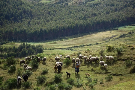Hirten mit einer Herde Schafe und Hunden auf einer grünen Wiese vor bewaldeten Bergen