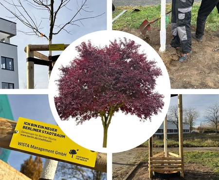 Fotocollage: Bild einer Blutpflaume, Fotos der Pflanzung