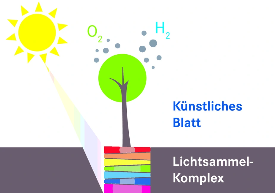 Artificial catalysts imitate natural photosynthesis. Image Credit: HZB