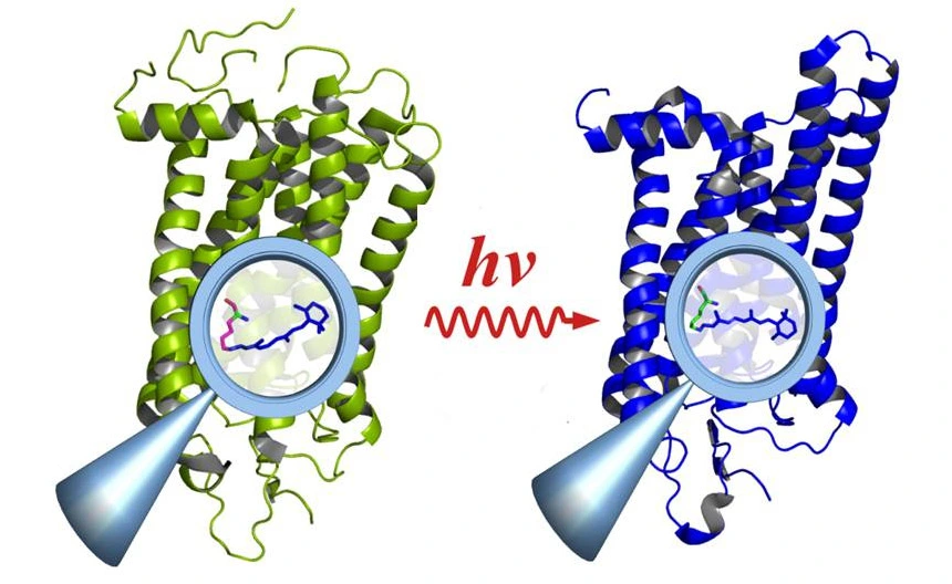 Rhodopsin © E. Ritter/HZB