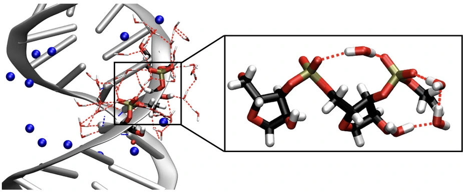 RNA-Doppelhelix. Abbildung: MBI