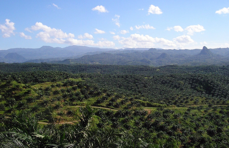 Palmölplantagen in Indonesien. Foto: Achmad Rabin Taim, Wikimedia Commons